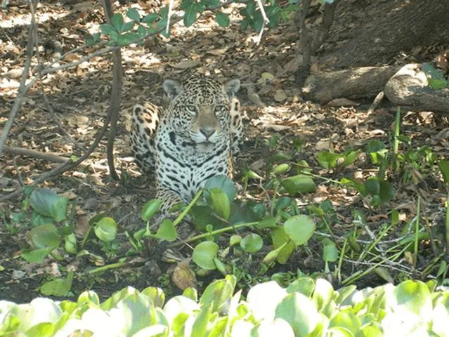Onça pintada do Pantanal