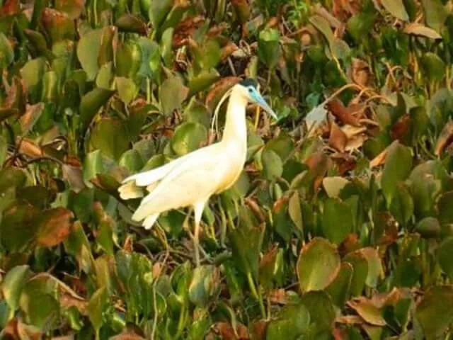 Garça Real do Pantanal